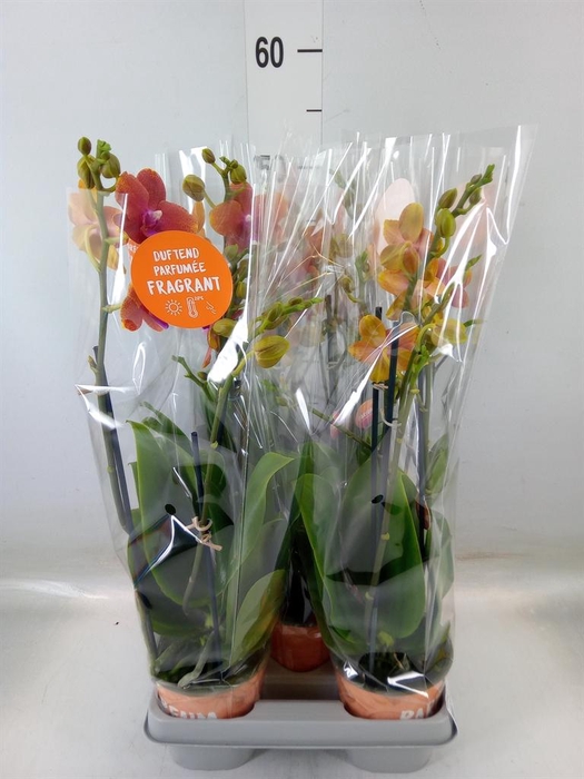 <h4>Phalaenopsis multi. 'Ant Bolgheri'</h4>