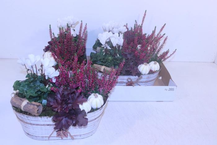 <h4>ARR TUINPLANTEN</h4>