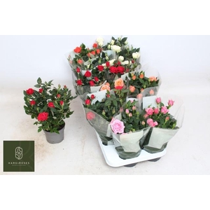 RO KORDANA GEM 5 SRT