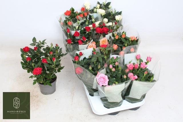 <h4>RO KORDANA GEM 5 SRT</h4>