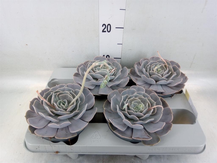 <h4>Echeveria  'Pollux'</h4>