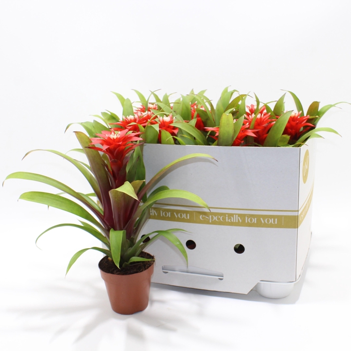 <h4>GUZM CONFETTI</h4>