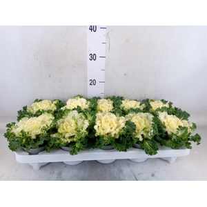 Brassica oler.  ...curled