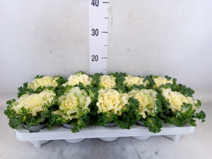 <h4>Brassica oler.  ...curled</h4>