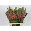 Antirrhinum Potomac Dark Orange