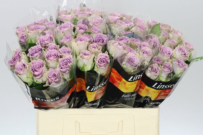 <h4>Rosa Gr Iconic!</h4>
