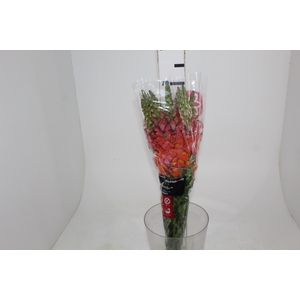 BOCA DE LEAO 070 CM LARANJA