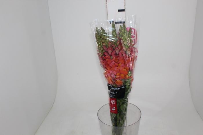 <h4>BOCA DE LEAO 070 CM LARANJA</h4>