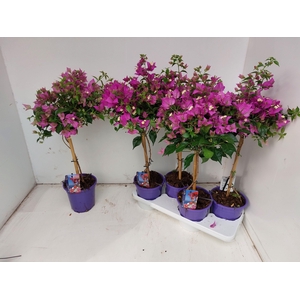 BOUGAINV ALEXANDRA