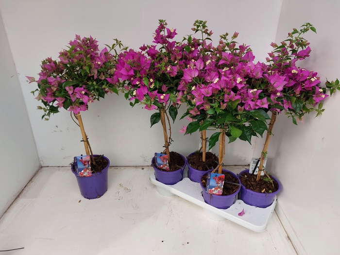 <h4>BOUGAINV ALEXANDRA</h4>