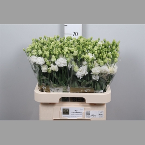 Eus G Alissa Pure White