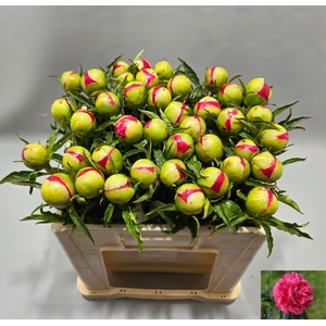 PAEO RASPBERRY CHARM
