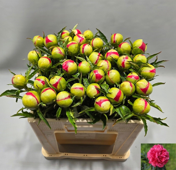 <h4>PAEO RASPBERRY CHARM</h4>