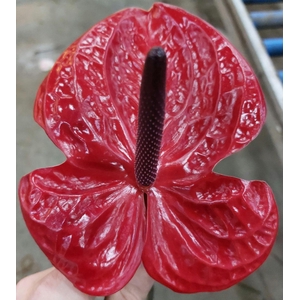 ANTH A IMPULZ Butterfly 12