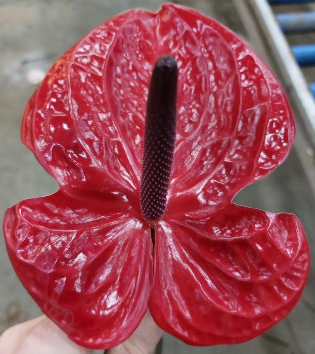 <h4>ANTH A IMPULZ Butterfly 12</h4>