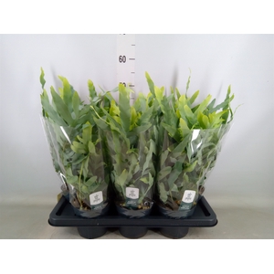 Phlebodium aureum 'Blue Star'