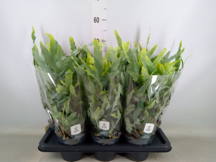 <h4>Phlebodium aureum 'Blue Star'</h4>