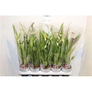 Miltoniopsis Ov 1 Branche
