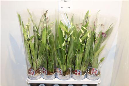 <h4>Miltoniopsis Ov 1 Branche</h4>