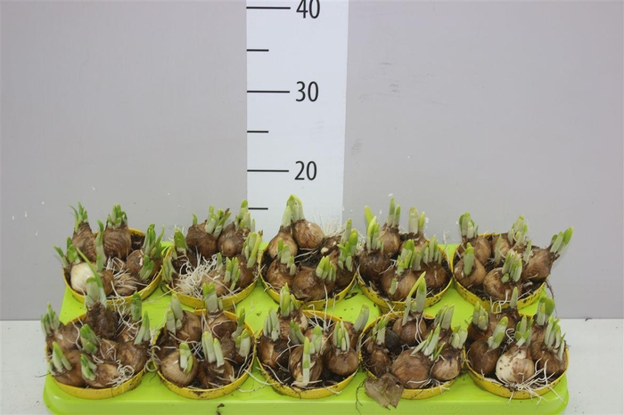 <h4>Narcis Tete A Tete Colourpot</h4>