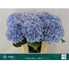 Hydrangea verena blue