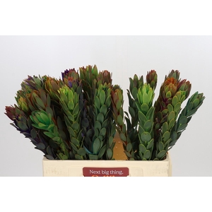 Leucadendron Nervosum Tint Rainbow