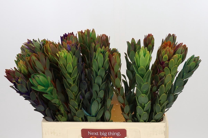 <h4>Leucadendron Nervosum Tint Rainbow</h4>