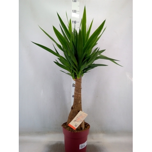 Yucca elephantipes   ...