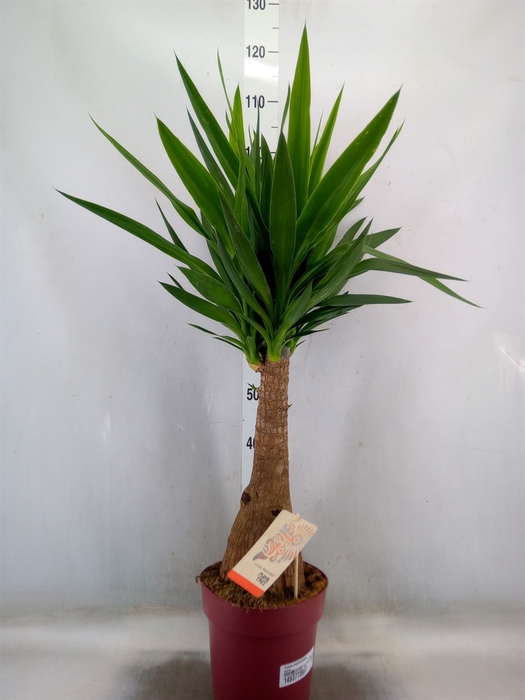 <h4>Yucca elephantipes   ...</h4>