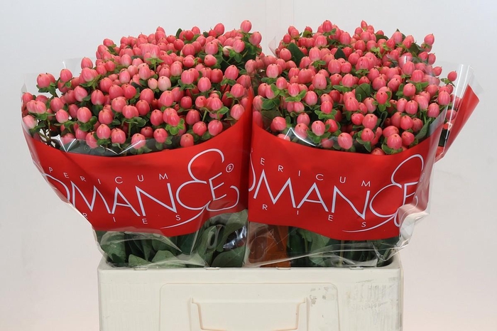 <h4>HYP SWEET ROMANCE</h4>