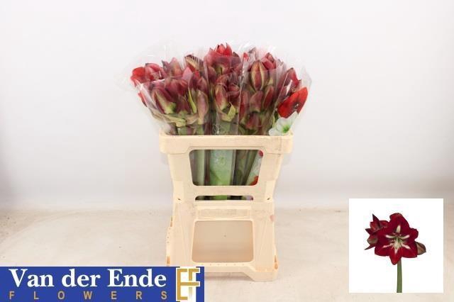 <h4>HIPP GA BARBADOS</h4>