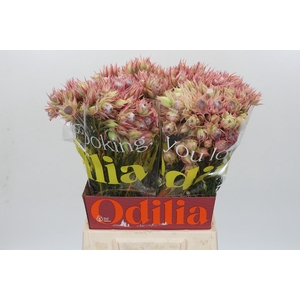 Blushing Bride Pink 2/5 Flowers