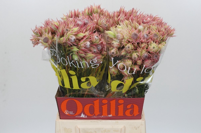 <h4>Blushing Bride Pink 2/5 Flowers</h4>
