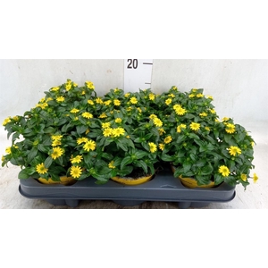 Sanvitalia  'Yellow Beauty'