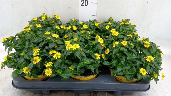 <h4>Sanvitalia  'Yellow Beauty'</h4>