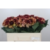 Dahlia Creme de Cognac
