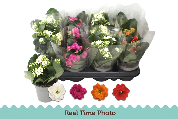 <h4>KAL GE GEM 4 KL</h4>