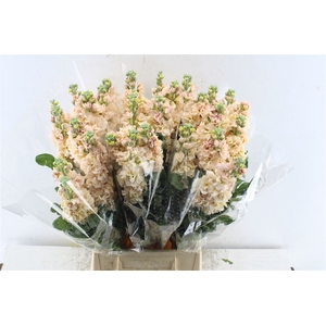 Matth Iron Apricot