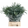 Euc. Domenichina short