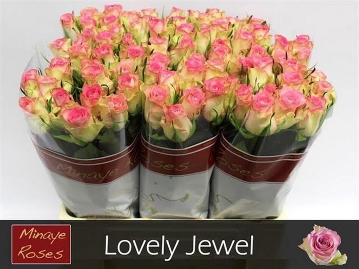 <h4>R Gr Love Jewel Minaye</h4>