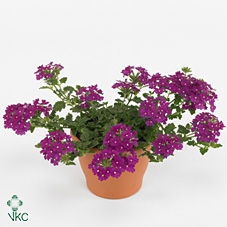 Verbena  'Lascar Purple'