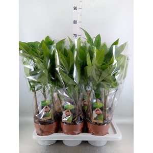 Pachira aquatica