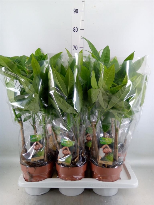 <h4>Pachira aquatica</h4>