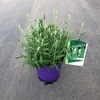 Lavandula angustifolia Aromance White