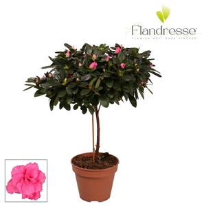 Azalea Flandresse® stam 'roze' 20 - 22 cm
