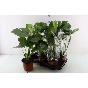 MONSTERA DELICIOSA