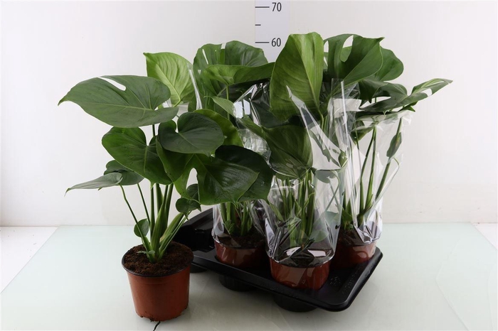 <h4>MONSTERA DELICIOSA</h4>