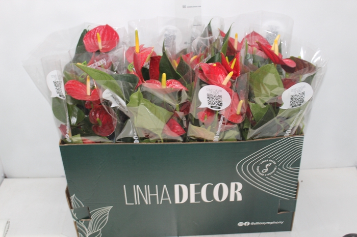 <h4>ANTHURIUM RED SUCCESS P15 PREMIUM</h4>