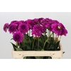 Dahlia Purple Fox
