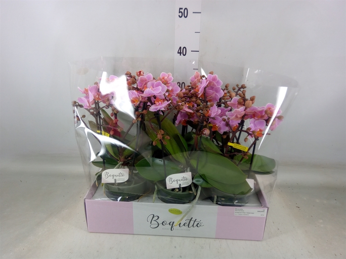 <h4>Phalaenopsis multi.   ...rose</h4>